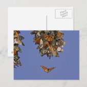 Carte Postale USA, Californie, Pismo Beach. Monarque (Devant / Derrière)