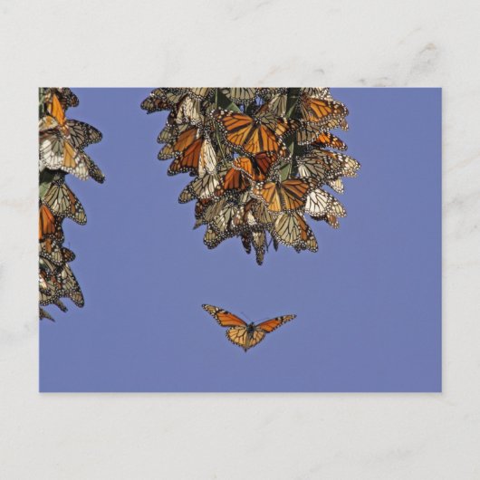 Carte Postale USA, Californie, Pismo Beach. Monarque (Devant)