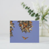 Carte Postale USA, Californie, Pismo Beach. Monarque (Debout devant)