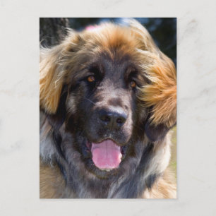 Carte Postale USA, Californie. Portrait De Leonberger Assis