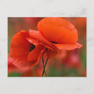 Carte Postale USA, Caroline du Nord. Gros plan du pavot