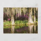 Carte Postale USA, Caroline du Sud, Charleston. Cypress Trees (Devant)