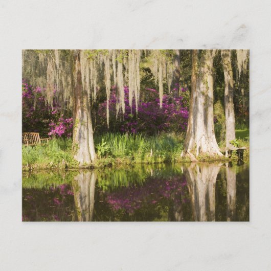 Carte Postale USA, Caroline du Sud, Charleston. Cypress Trees (Devant)