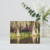 Carte Postale USA, Caroline du Sud, Charleston. Cypress Trees (Debout devant)