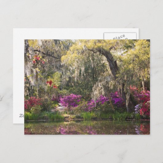 Carte Postale USA, Caroline du Sud, Charleston. Cypress Trees 2 (Devant / Derrière)