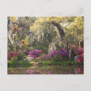 Carte Postale USA, Caroline du Sud, Charleston. Cypress Trees 2