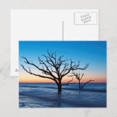 Carte Postale USA, Caroline du Sud, Edisto Island, Botany Bay (Devant / Derrière)