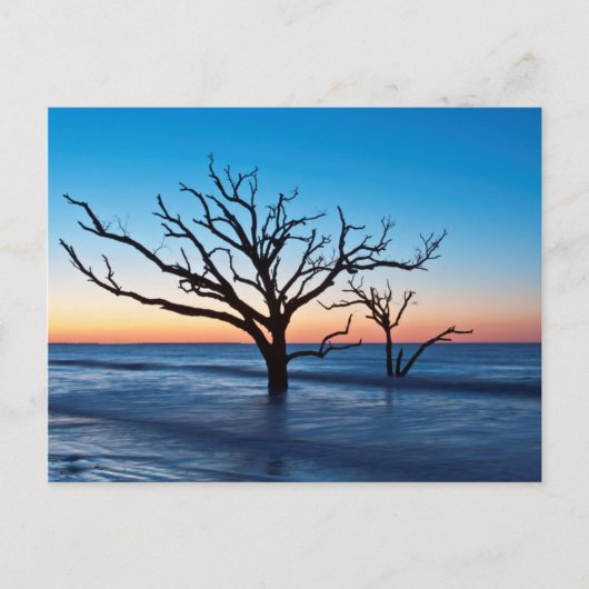 Carte Postale USA, Caroline du Sud, Edisto Island, Botany Bay (Devant)