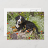 Carte Postale USA, Colorado, Breckenridge. Bernese (Devant / Derrière)