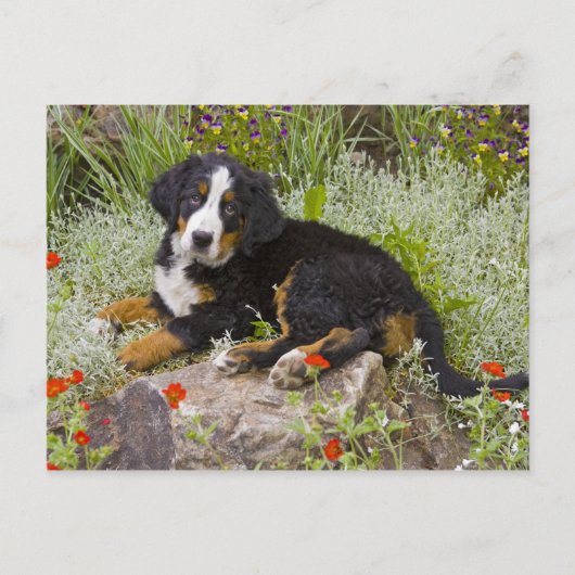 Carte Postale USA, Colorado, Breckenridge. Bernese (Devant)