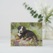 Carte Postale USA, Colorado, Breckenridge. Bernese (Debout devant)