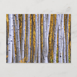 Carte Postale USA, Colorado, Montagnes Rocheuses. Scène intime