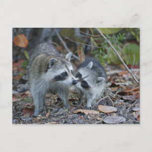 Carte Postale USA, Florida, Sanibel, Ding Darling National