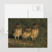 Carte Postale USA, Floride, Cap Coral. Trois Chouettes (Devant / Derrière)