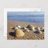 Carte Postale USA, Floride, Coastal Sea Shells (Devant / Derrière)