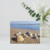 Carte Postale USA, Floride, Coastal Sea Shells (Debout devant)