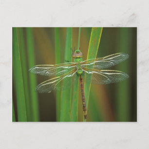 Carte Postale USA, Géorgie. Dragonfly vert sur roseaux
