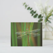 Carte Postale USA, Géorgie. Dragonfly vert sur roseaux (Debout devant)