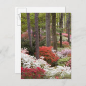 Carte Postale USA, Géorgie, Pine Mountain. Une forêt de (Devant / Derrière)