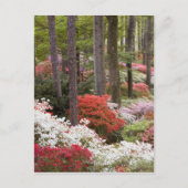 Carte Postale USA, Géorgie, Pine Mountain. Une forêt de (Devant)