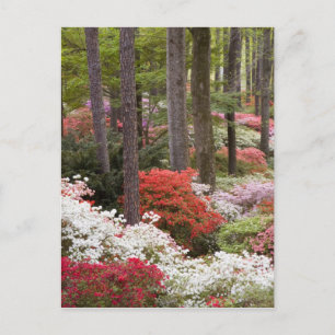 Carte Postale USA, Géorgie, Pine Mountain. Une forêt de