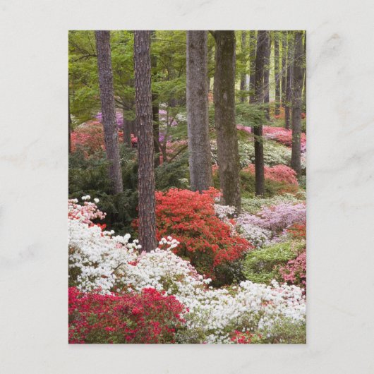 Carte Postale USA, Géorgie, Pine Mountain. Une forêt de (Devant)