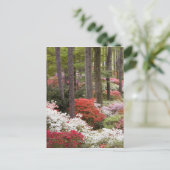 Carte Postale USA, Géorgie, Pine Mountain. Une forêt de (Debout devant)