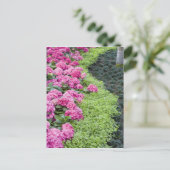 Carte Postale USA, Géorgie, Pine Mountain. Une frontière du prin (Debout devant)