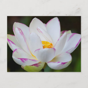 Carte Postale USA, Géorgie, Savannah, Lootus Flower Blooming