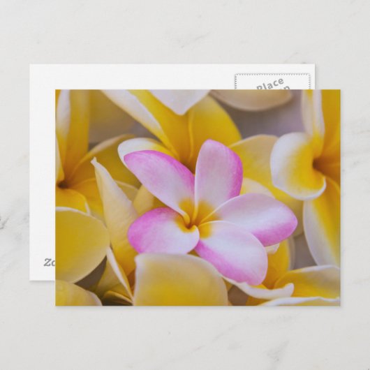 Carte Postale USA, Hawaii, Oahu, Plumeria fleurs en fleurs 1 (Devant / Derrière)