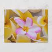 Carte Postale USA, Hawaii, Oahu, Plumeria fleurs en fleurs 1 (Devant)