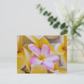 Carte Postale USA, Hawaii, Oahu, Plumeria fleurs en fleurs 1 (Debout devant)