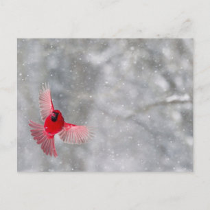 Carte Postale USA, Indiana, Indianapolis. Un cardinal masculin