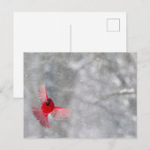 Carte Postale USA, Indiana, Indianapolis. Un cardinal masculin (Devant / Derrière)