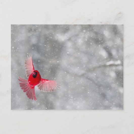 Carte Postale USA, Indiana, Indianapolis. Un cardinal masculin (Devant)