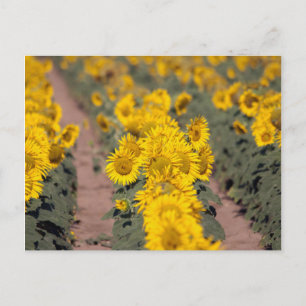 Carte Postale USA, Kansas. Tournesols (Helianthus Annuus)