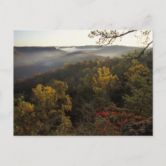 Carte Postale USA, Kentucky. Forêt nationale Daniel Boone. (Devant)