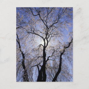 Carte Postale USA, Kentucky, Lexington. Arbre rétroéclairé et