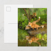 Carte Postale USA, Minnesota, Sandstone, Minnesota Wildlife (Devant / Derrière)