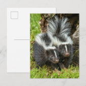 Carte Postale USA, Minnesota, Sandstone, Minnesota Wildlife (Devant / Derrière)