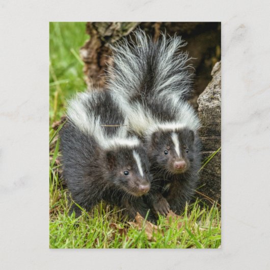 Carte Postale USA, Minnesota, Sandstone, Minnesota Wildlife (Devant)