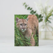 Carte Postale USA, Minnesota, Sandstone, Minnesota Wildlife (Debout devant)