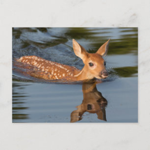 Carte Postale USA, Minnesota, Sandstone, Minnesota Wildlife 19