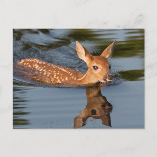 Carte Postale USA, Minnesota, Sandstone, Minnesota Wildlife 19 (Devant)