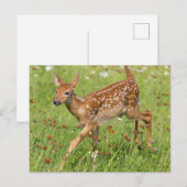 Carte Postale USA, Minnesota, Sandstone, Minnesota Wildlife 20 (Devant / Derrière)