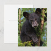 Carte Postale USA, Minnesota, Sandstone, Minnesota Wildlife 8 (Devant / Derrière)