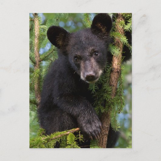 Carte Postale USA, Minnesota, Sandstone, Minnesota Wildlife 8 (Devant)