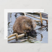 Carte Postale USA, Nebraska. Beaver (Devant / Derrière)