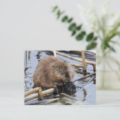 Carte Postale USA, Nebraska. Beaver (Debout devant)