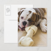 Carte Postale USA, New Jersey, Jersey City, mignonne chiot 2 (Devant / Derrière)